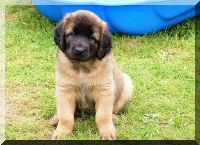 leonberger 098.jpg